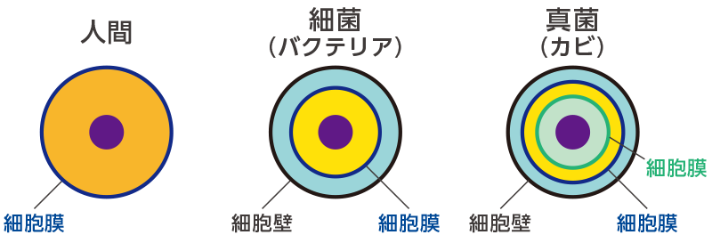 アッピWのメカニズム 01